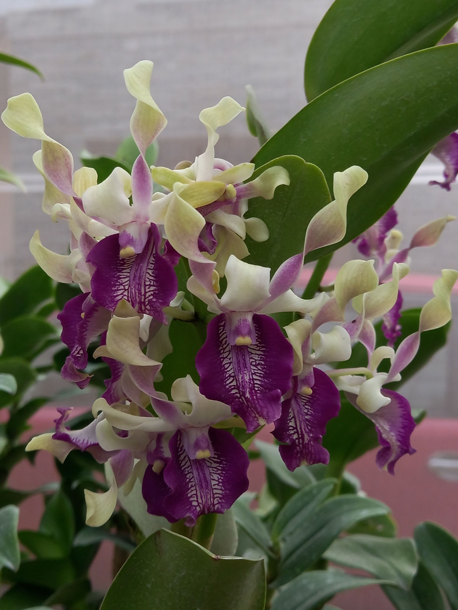 Dendrobium Purple Venus - orchidroots