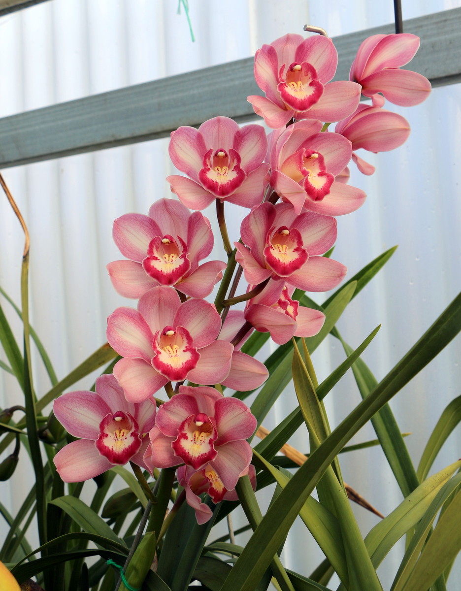 Cymbidium Red Tango 