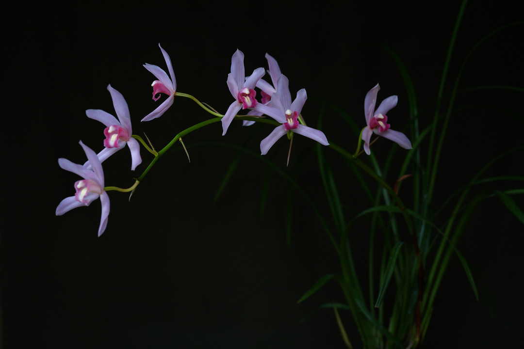 Cymbidium Eastern Promise, Orchids Wiki