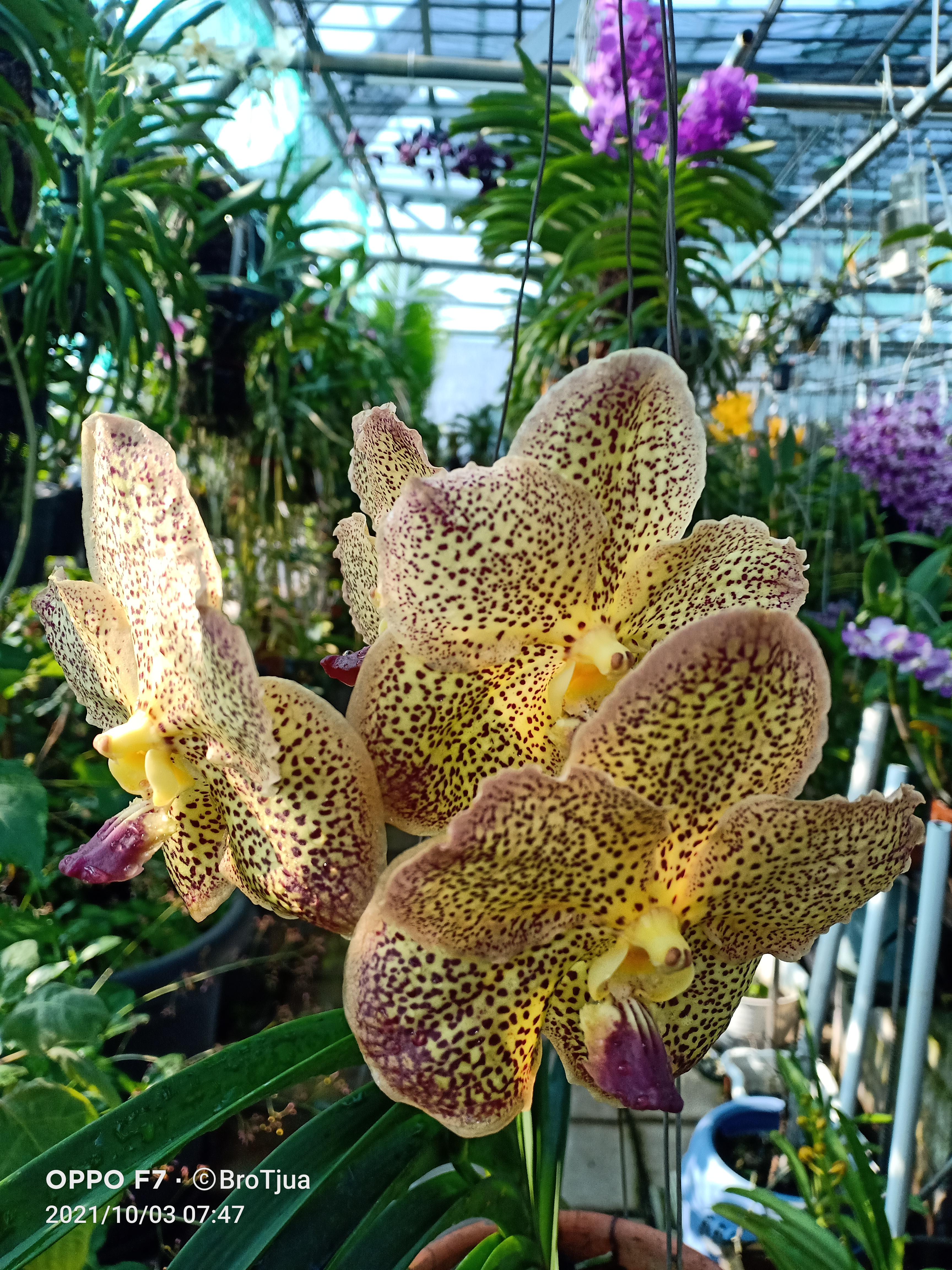 V. Sancha: Gold Spots バンダ　蘭 Vanda Sanchai Gold Spots - orchidroots