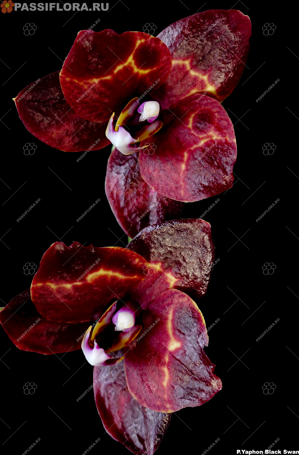 Phal Black Swan