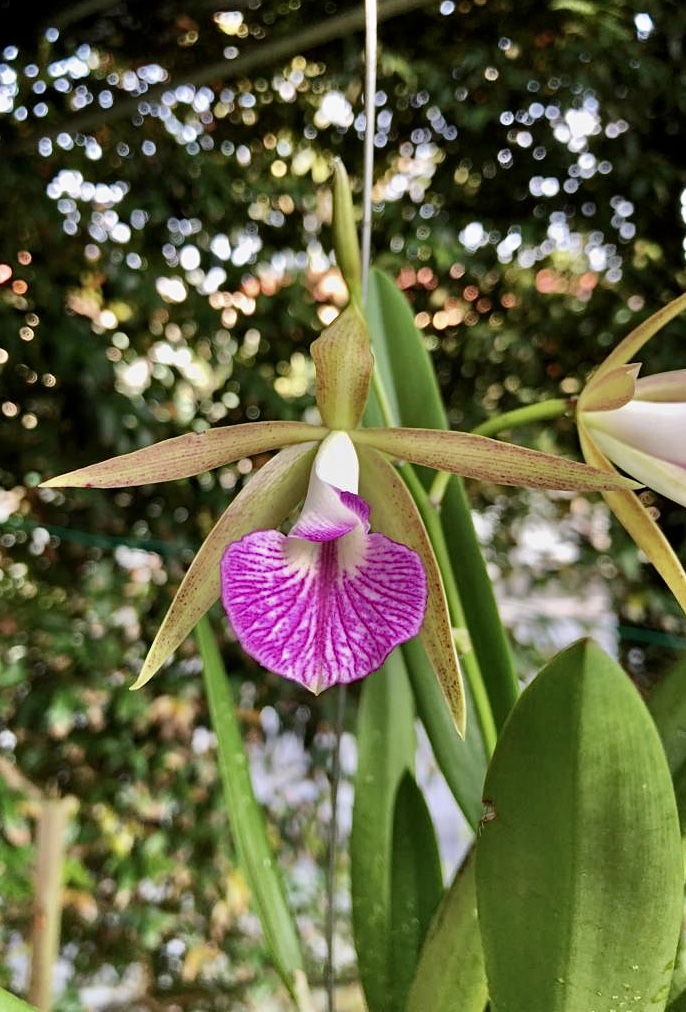 Brassocattleya Pim Little - orchidroots