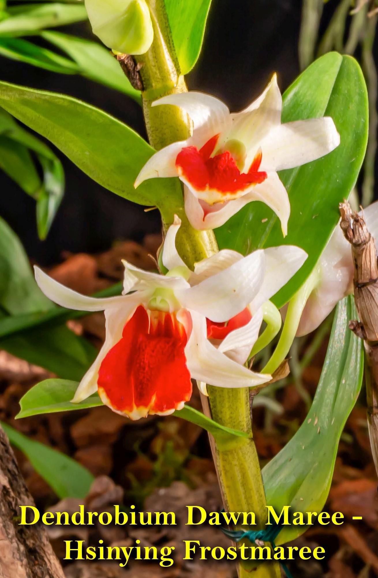 邦楽 Horologium Florae(dawn ver.) Horologium Florae - Re:AcT - バーチャルタレント (Vtuber) 事務所