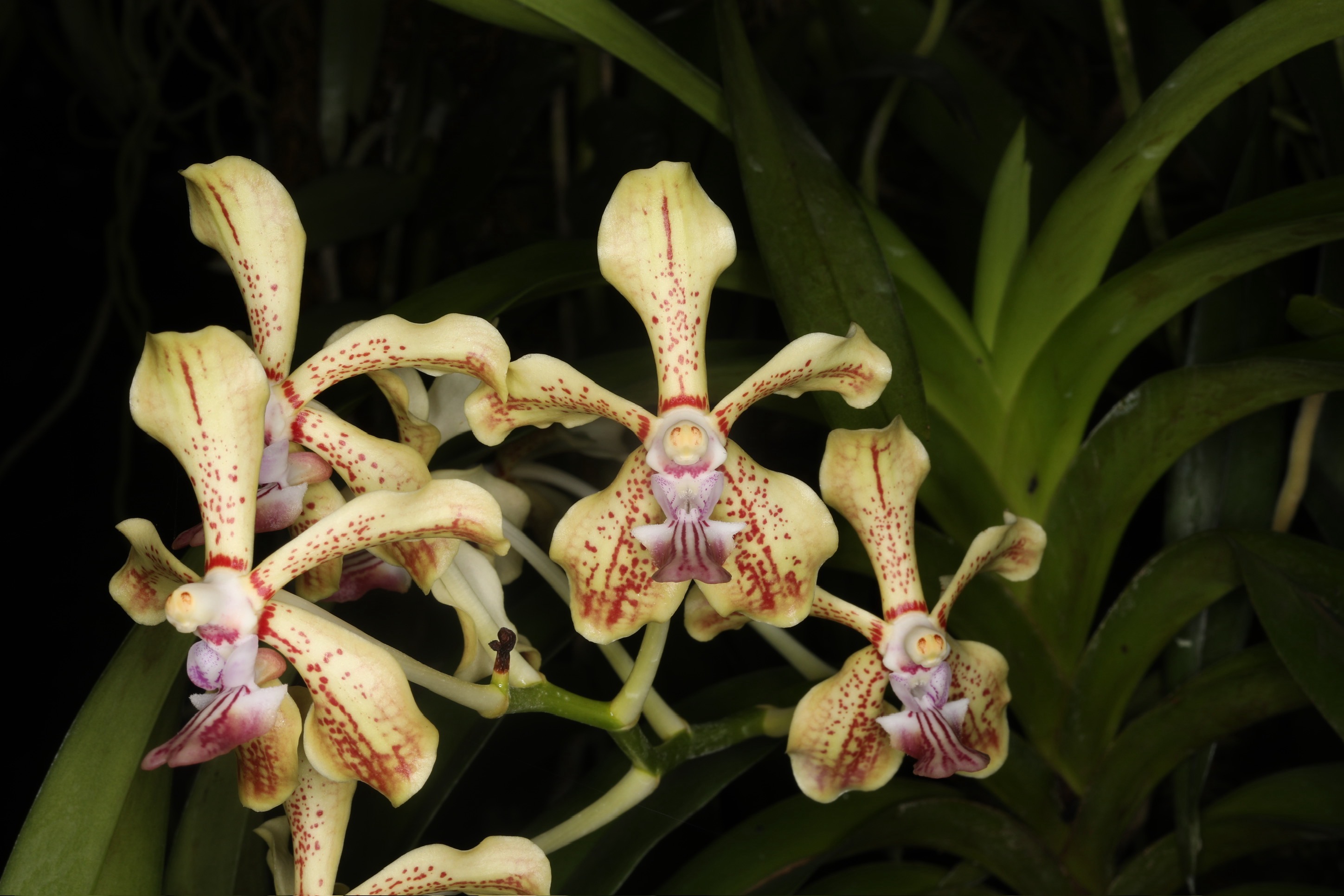 Vanda Emilio C. Yap Jr - orchidroots