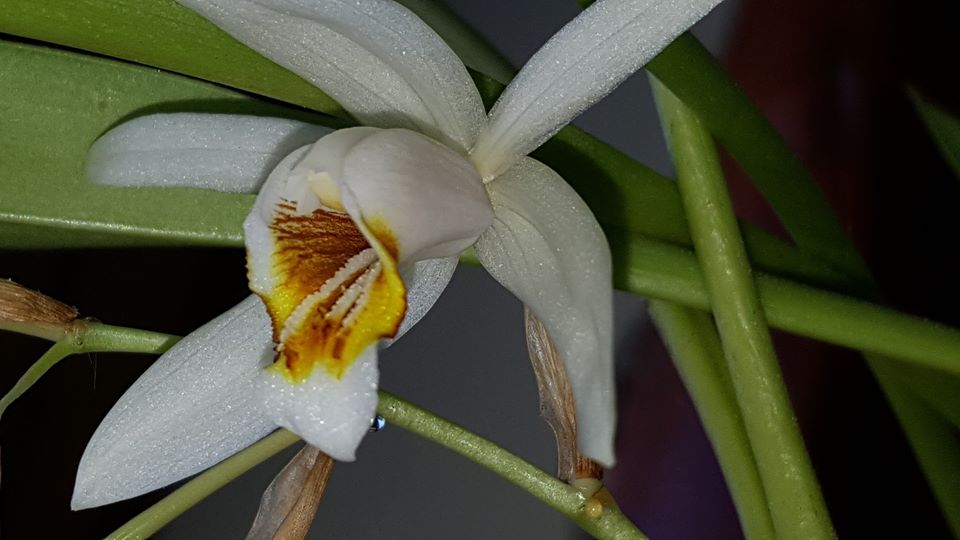 Coelogyne huettneriana - orchidroots