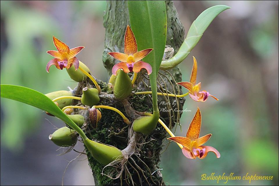 洋蘭原種］Bulbophyllum claptonense - www.aoneengineering.com