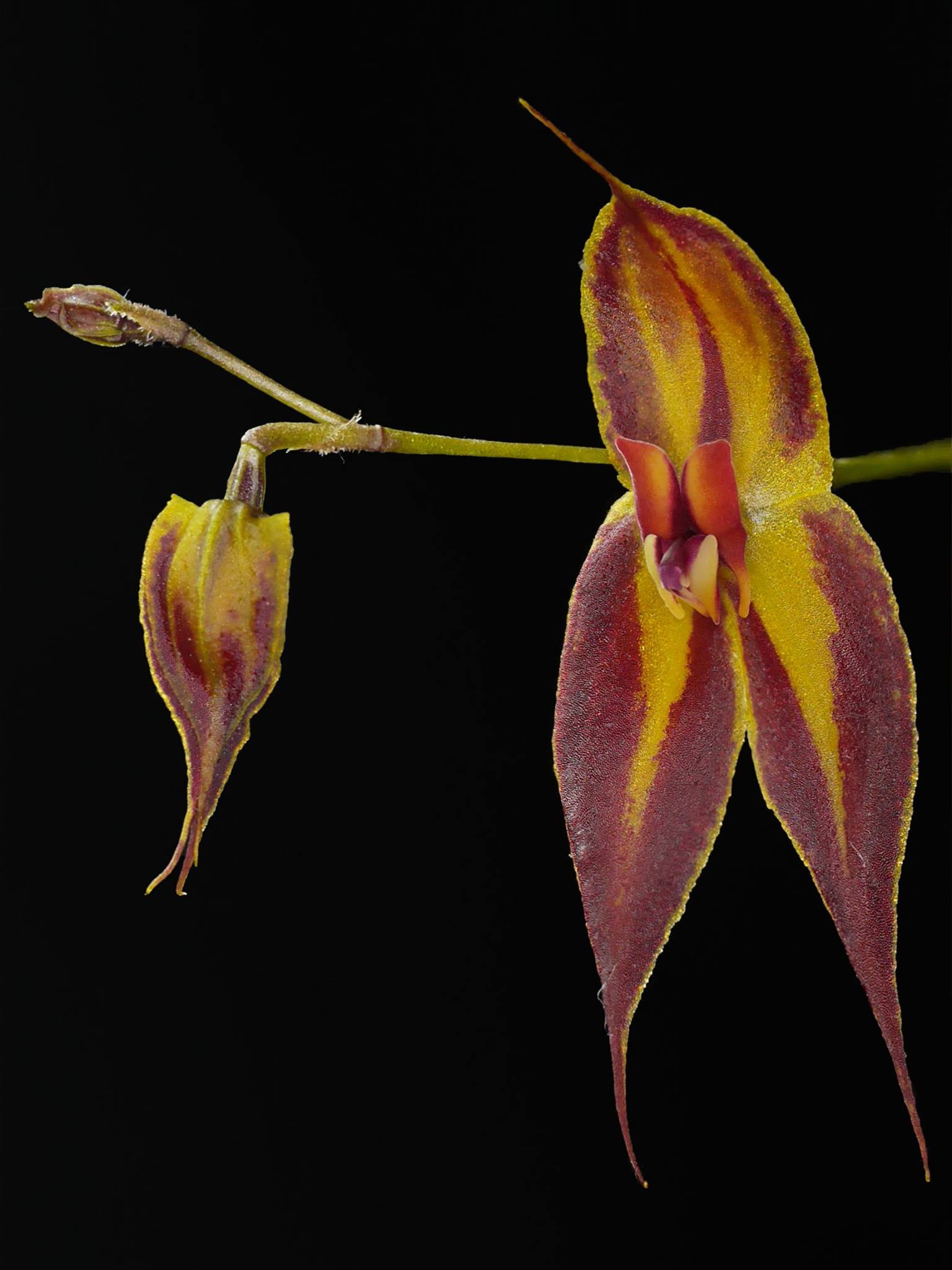 Lepanthes delhierroi - orchidroots