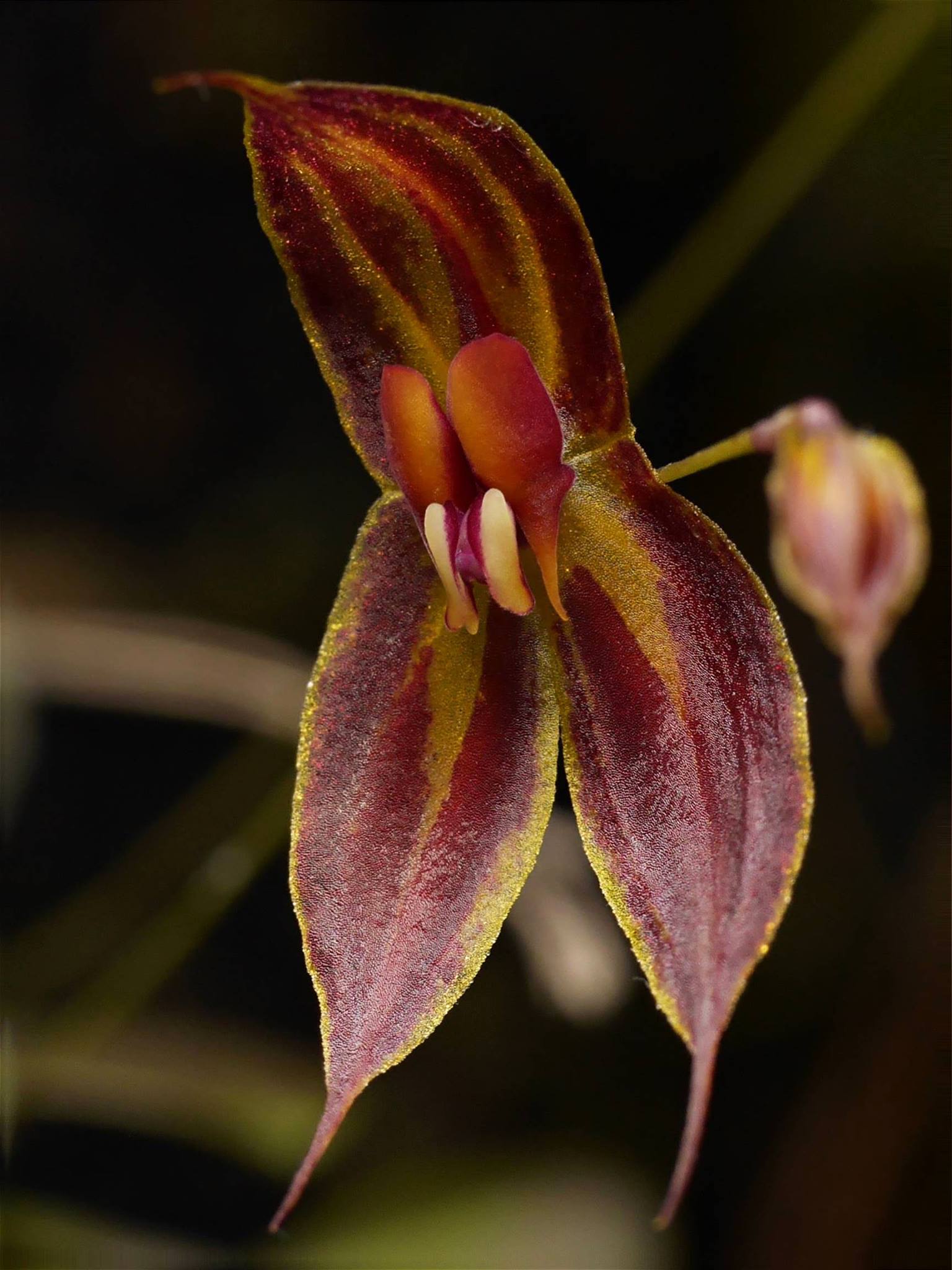 Lepanthes ejecta Luer & Hirtz 1987 レパンテス Lepanthes delhierroi - orchidroots