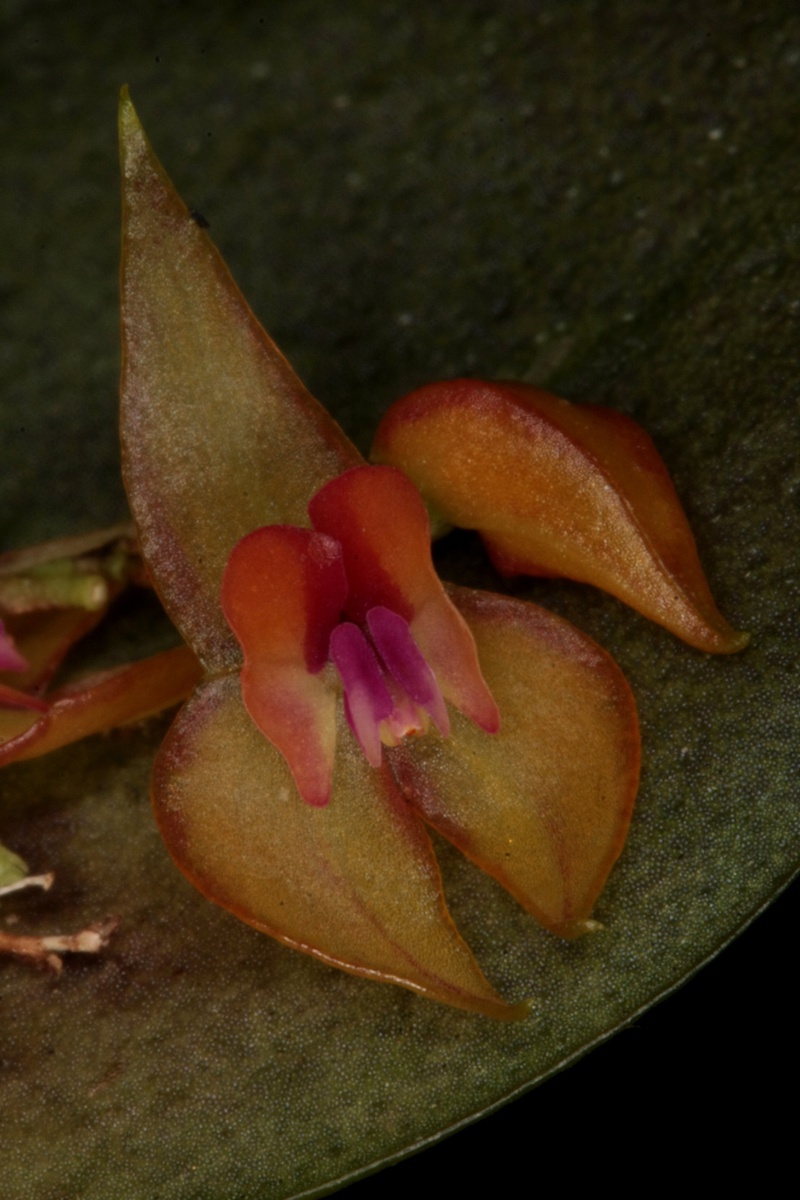 Lepanthes helicocephala - orchidroots