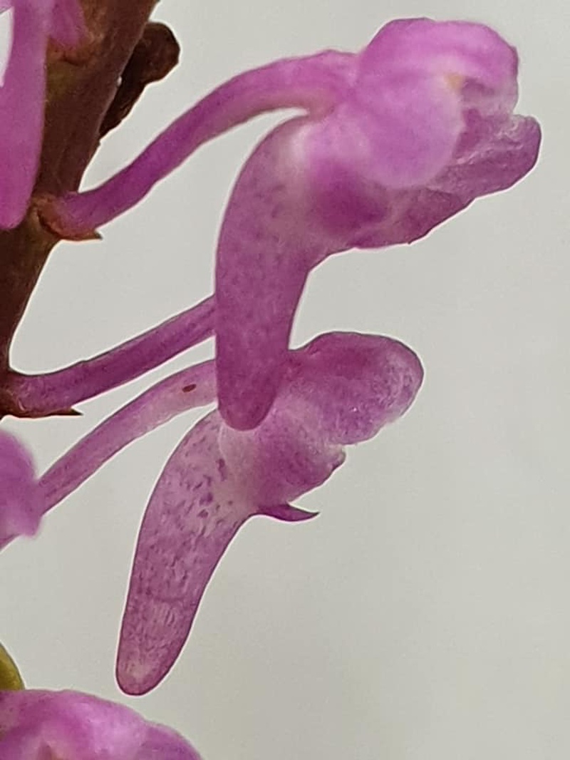 Aerides rubescens