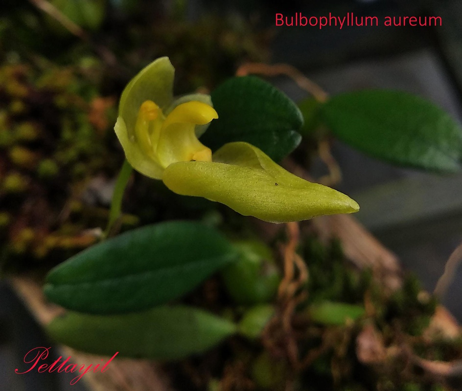 洋蘭原種］Bulb. claptonense 05/08 Bulb.claptonense aureum 'Daisen