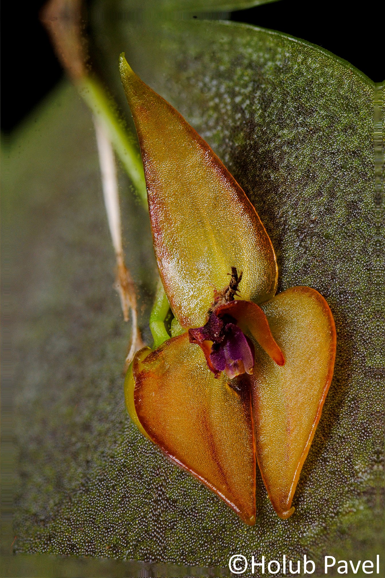 Lepanthes helicocephala - orchidroots