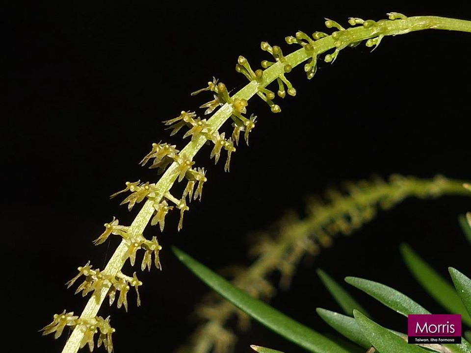 utils/images/species/spc_000082823_000136305.jpg
