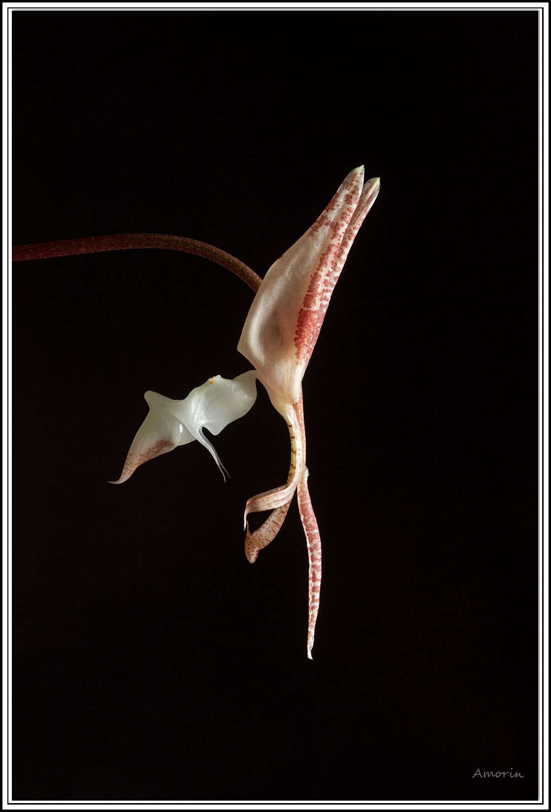 utils/images/species/spc_000096495_000091584.jpg