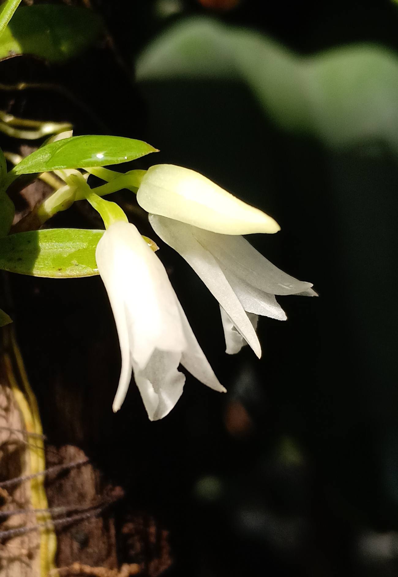 utils/images/species/spc_000100153_000146888.jpg