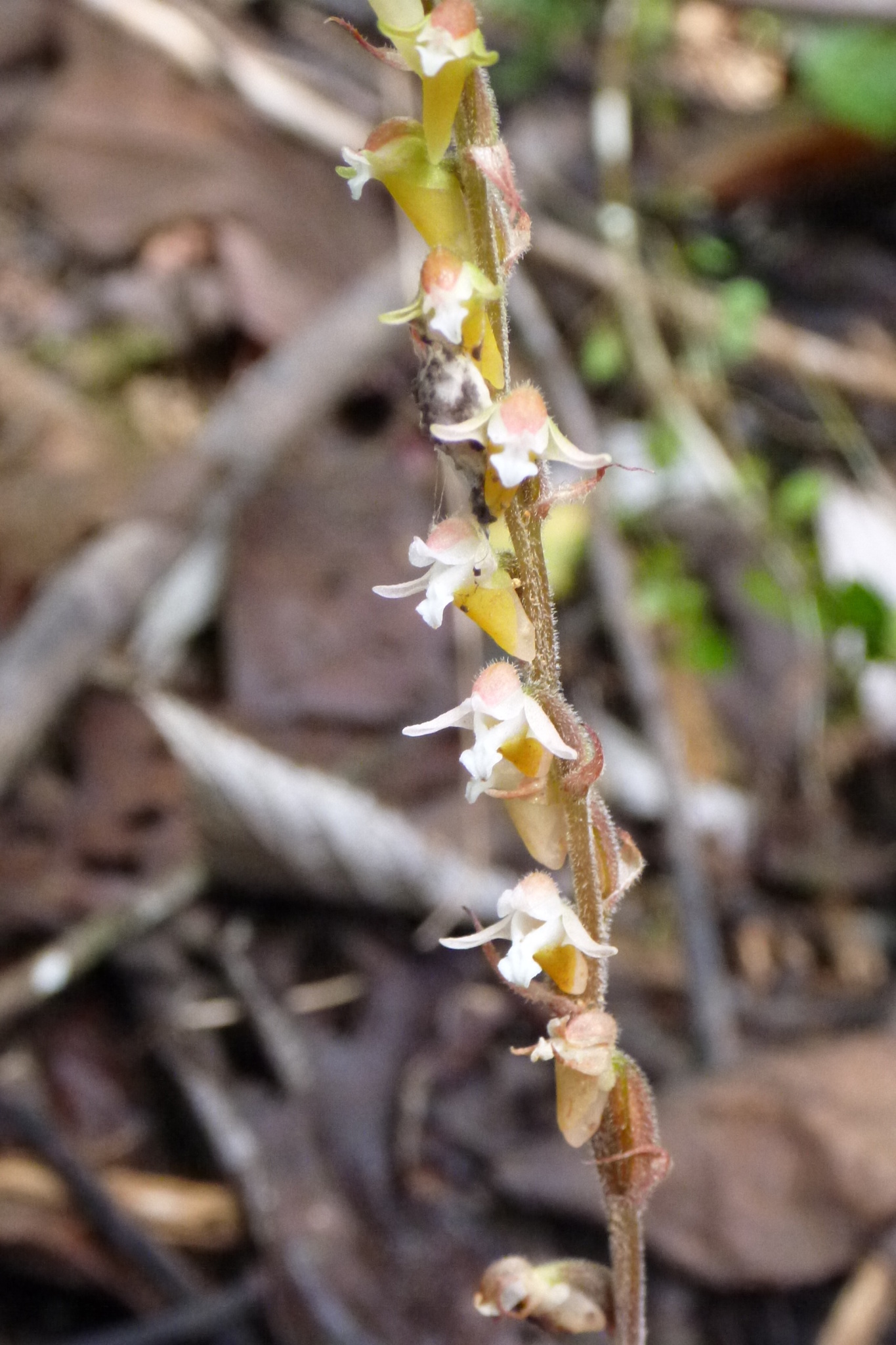 utils/images/species/spc_000100295_000082938.jpg