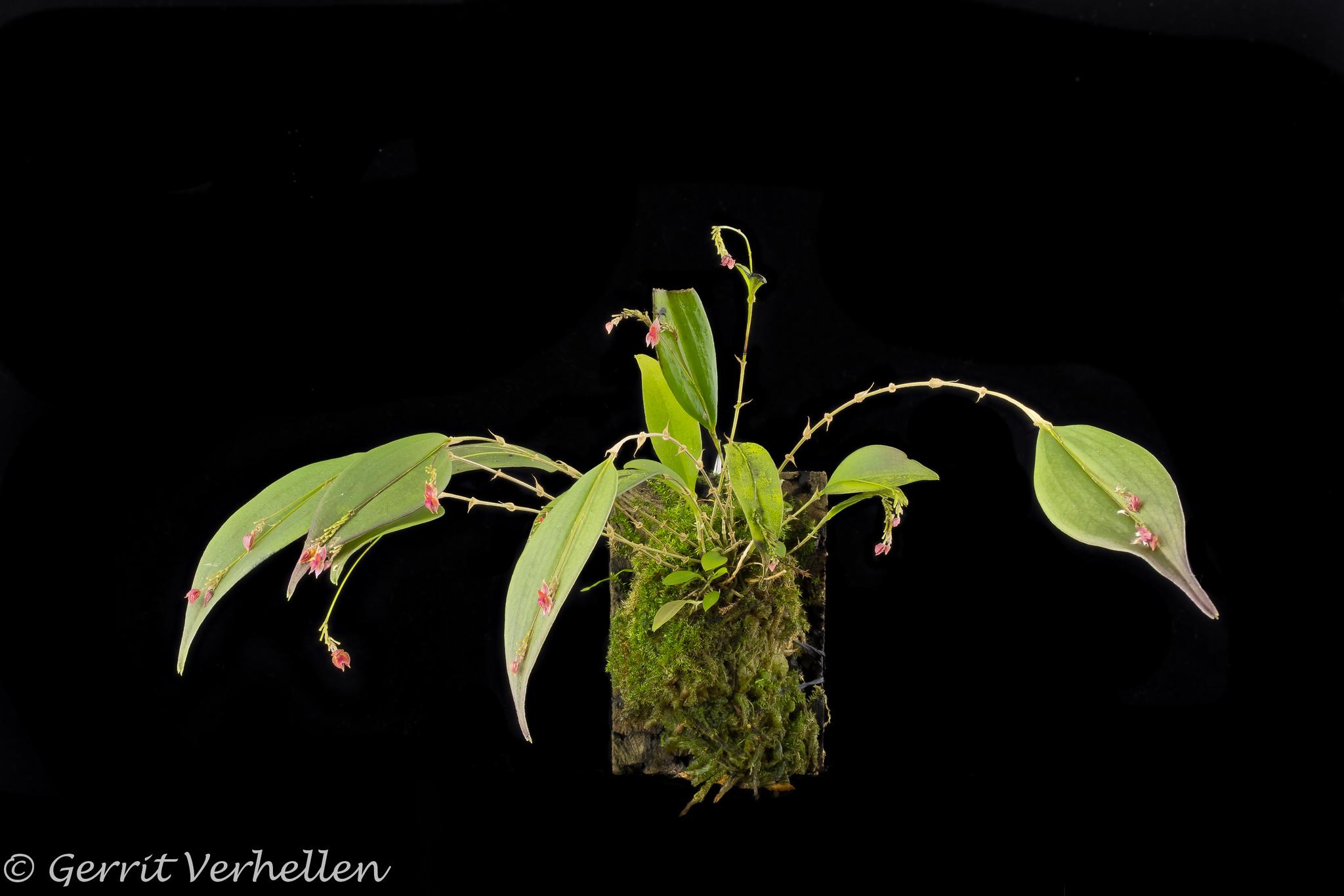 Lepanthes ejecta - orchidroots