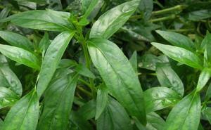 Andrographis paniculata