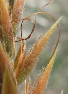 Aphelandra scabra