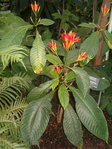 utils/thumbs/Acanthaceae/Aphelandra_iNZSCKWsrFgpj3PY55DxbL.jpg