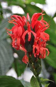 Pachystachys coccinea