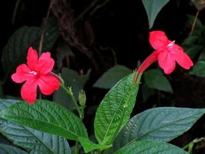 Ruellia elegans