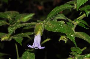 Strobilanthes echinata