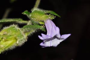 utils/thumbs/Acanthaceae/Strobilanthes_HKmZL7A9vbEeMuiTCW5LTB.jpg