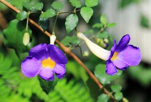 Thunbergia erecta