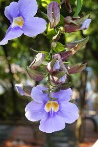 utils/thumbs/Acanthaceae/Thunbergia_N3Zvvmv7gNN2YvTxnG3GeV.jpg