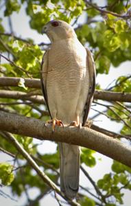 Accipiter badius