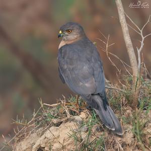 Accipiter badius