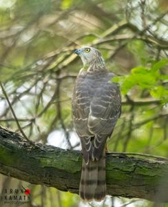 Accipiter badius