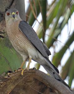 Accipiter badius