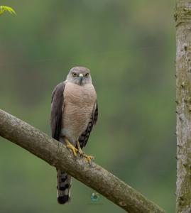 utils/thumbs/Accipitridae/Accipiter_VNErFMY87r6fidpePAzqgJ.jpg