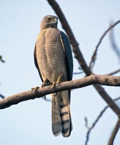 Accipiter badius