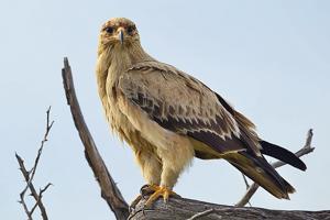 Aquila rapax