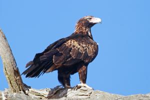 Aquila audax