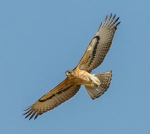 Aquila spilogaster