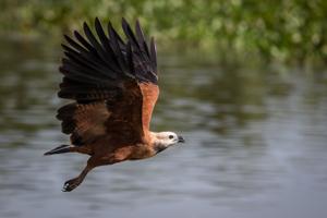 Busarellus nigricollis