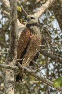 Busarellus nigricollis