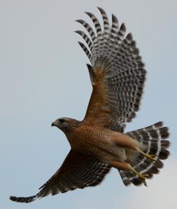 Buteo lineatus