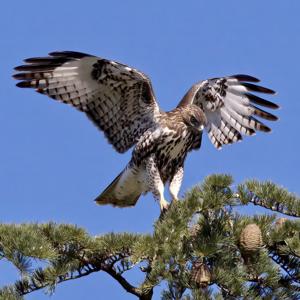 Buteo jamaicensis