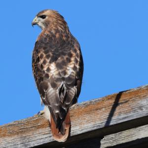 Buteo jamaicensis