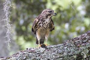 utils/thumbs/Accipitridae/Buteo_XoL8DUWBPMDbWDNpiiuZoo.jpg