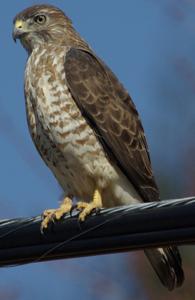 Buteo platypterus