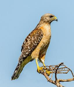 Buteo lineatus