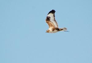 Buteo hemilasius