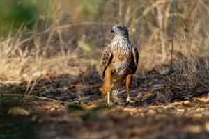 Erythrotriorchis radiatus