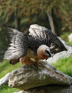 utils/thumbs/Accipitridae/Gypaetus_FyqTbgmgcTHEvUuoz5ksDB.jpg